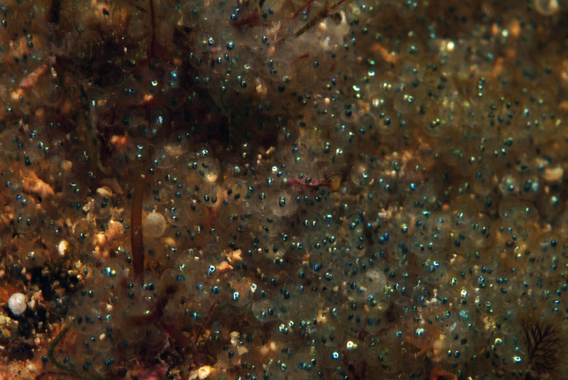 Spondyliosoma cantharus  in riproduzione